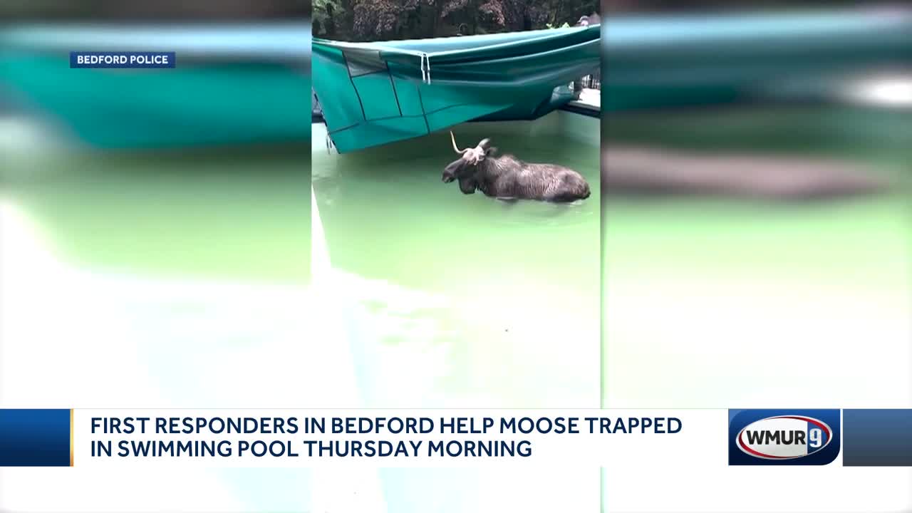 First responders help moose trapped in swimming pool in Bedford