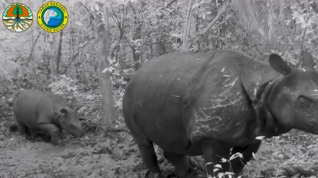 baby javan rhinoceros