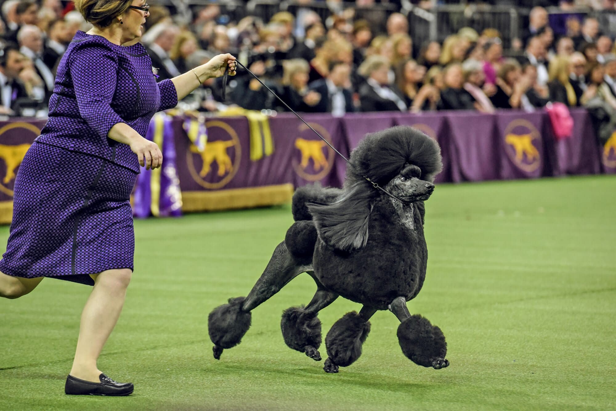 Westminster Dog Show 2021: How to Watch an American Classic