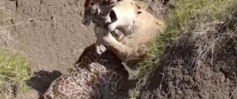 Watch Newborn Giraffe's 'Miracle' Last Stand After Attack By Lion