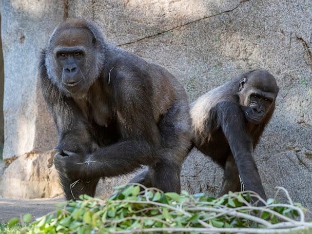 San Diego Zoo Vaccines Great Apes Against COVID-19