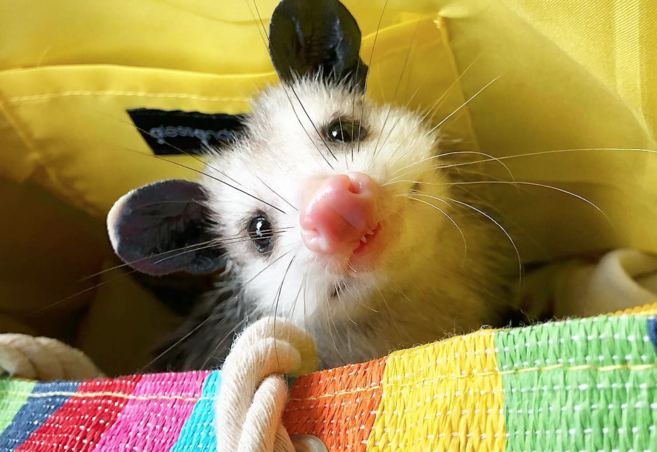 This pet possum is the dose of daily cuteness you need Video