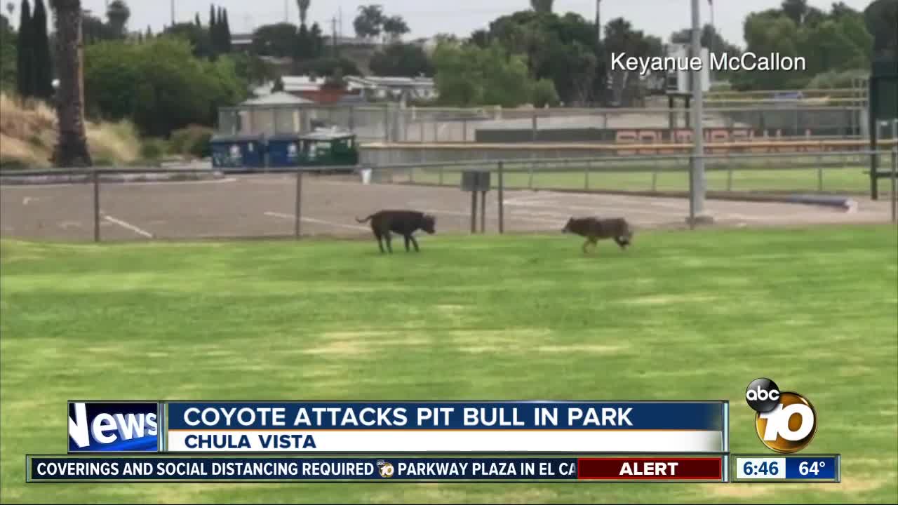 Encounter Between Coyote And Pit Bull At Park Caught On Video Video