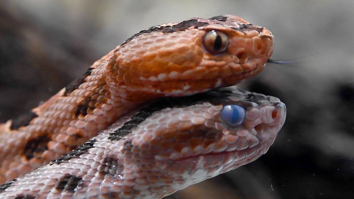 There are 6 venomous snakes native to Mississippi. One isn’t like the others.