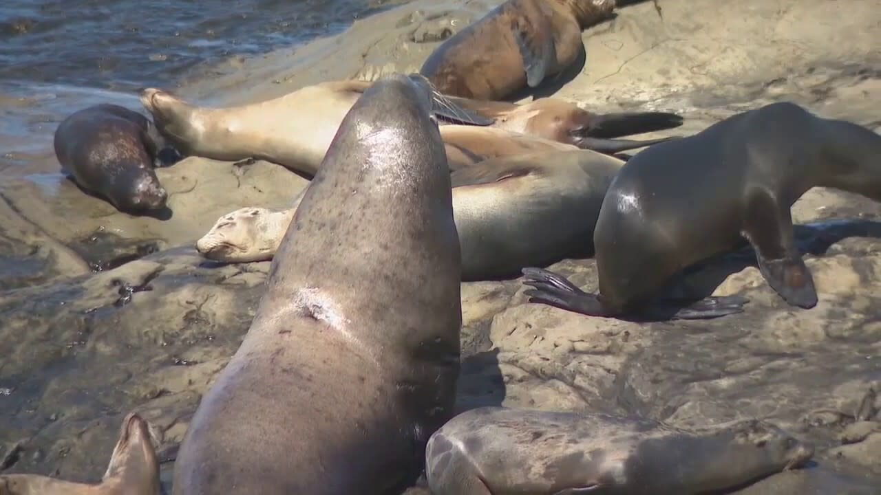 New signs in place to protect La Jolla sea lions, seals