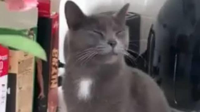 crying cat gif