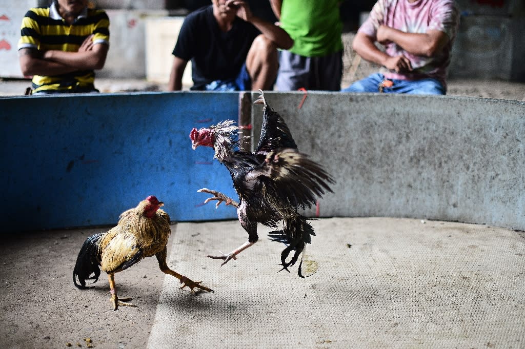 Cocks fight in a makeshift ring under a highway in central Bangkok (AFP Photo/)