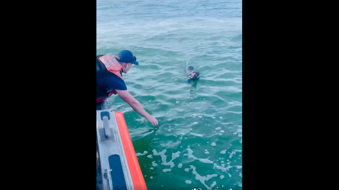 Coast Guard stumbles onto dog swimming across vast Pamlico Sound off North Carol..