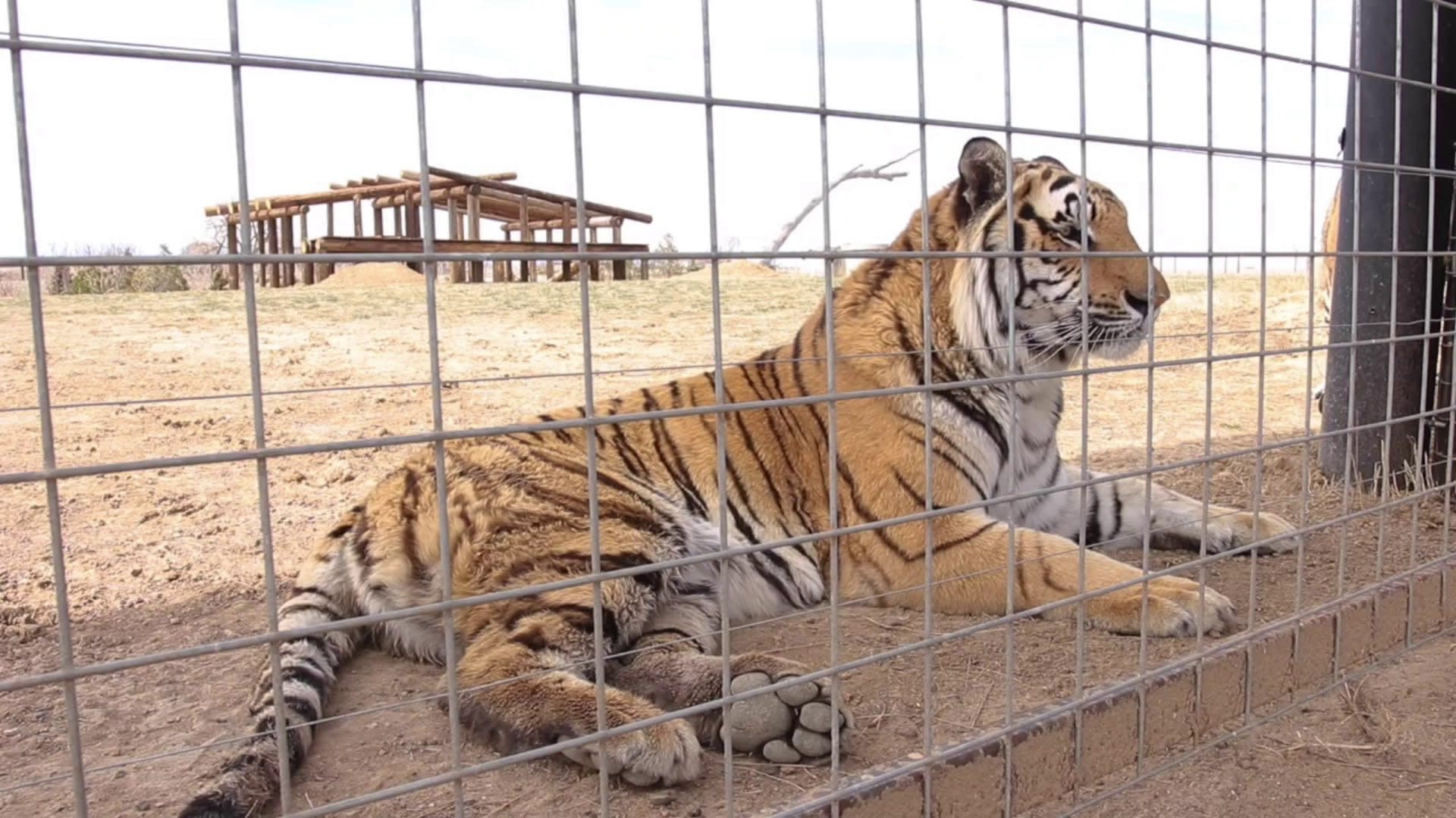 tiger king safari oklahoma