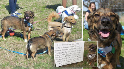 Frito the Sharp-Dressed Dog Reunites With Siblings After Searching for Them on Facebook
