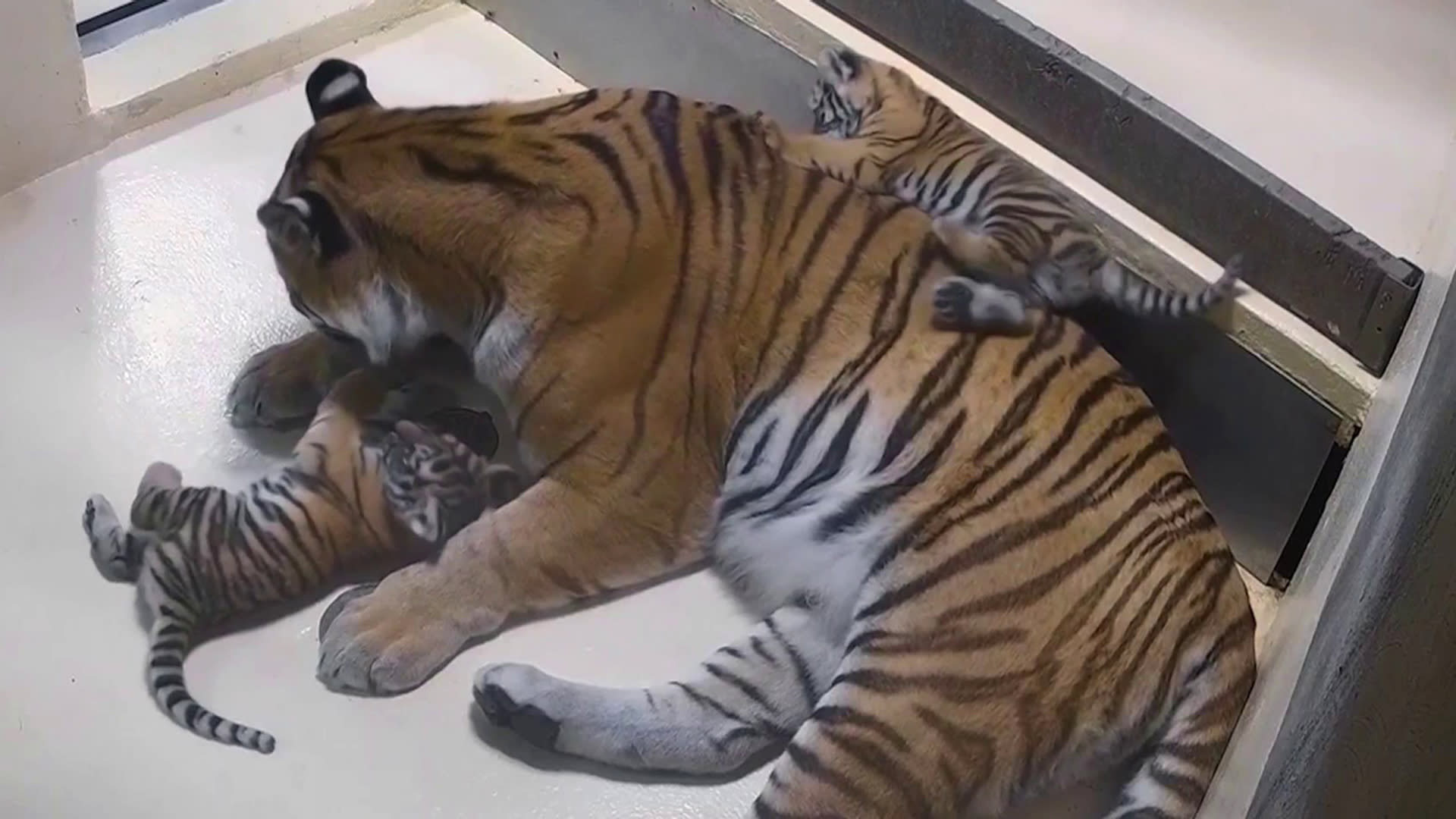 Play time: White Bengal tiger cub pesters Mum, in pictures