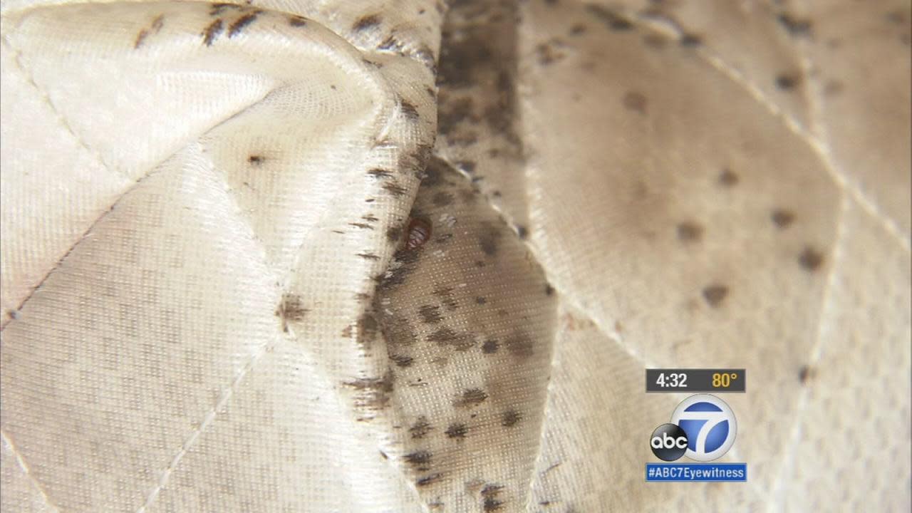 Glendale Apartment Infested With Bed Bugs