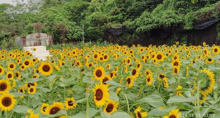 信芯園向日葵花海或兩年後消失 地政收地