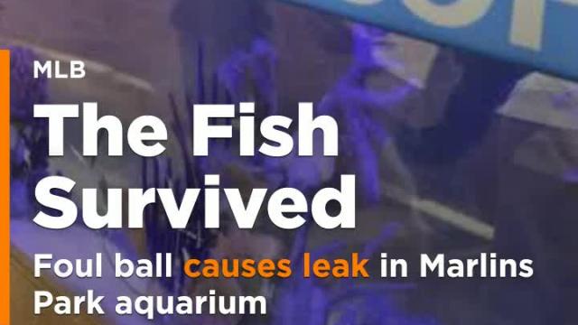 Fish survive after foul ball causes leak in Marlins Park aquarium