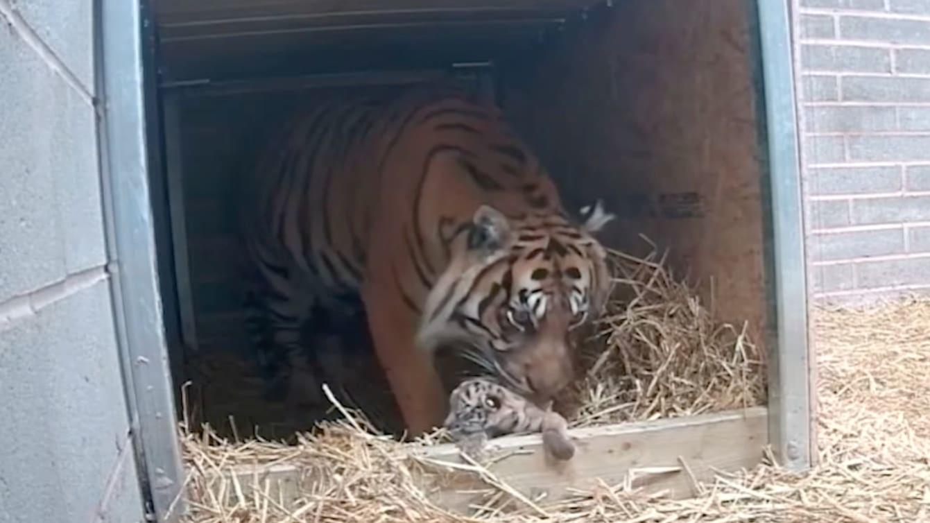 Tiger Dad Watches Over Cubs - The Tiniest Tiger