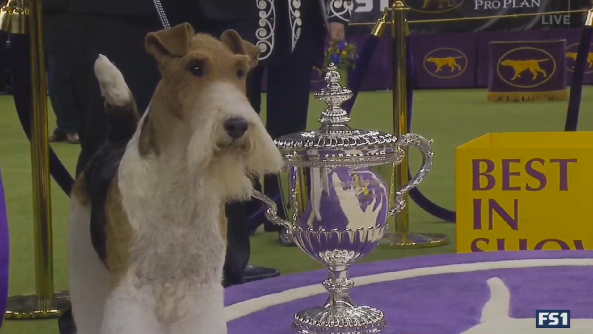 Wire Fox Terrier claims Best in Show amid controversy at Westminster Dog Show [Video]1920 x 1080