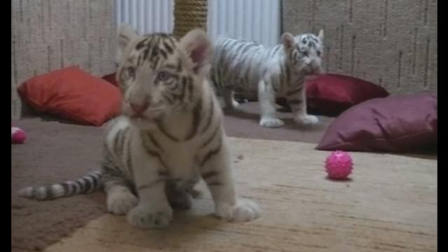 Rare White Tiger Cubs Come Out to Play