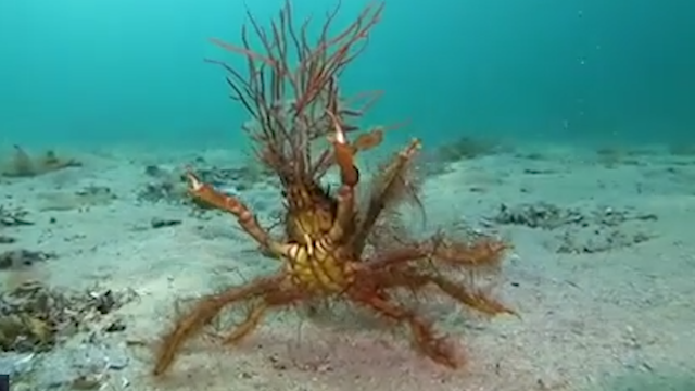 Freediver Jules Casey ran into a decorator crab off the coast of Victoria, Australia