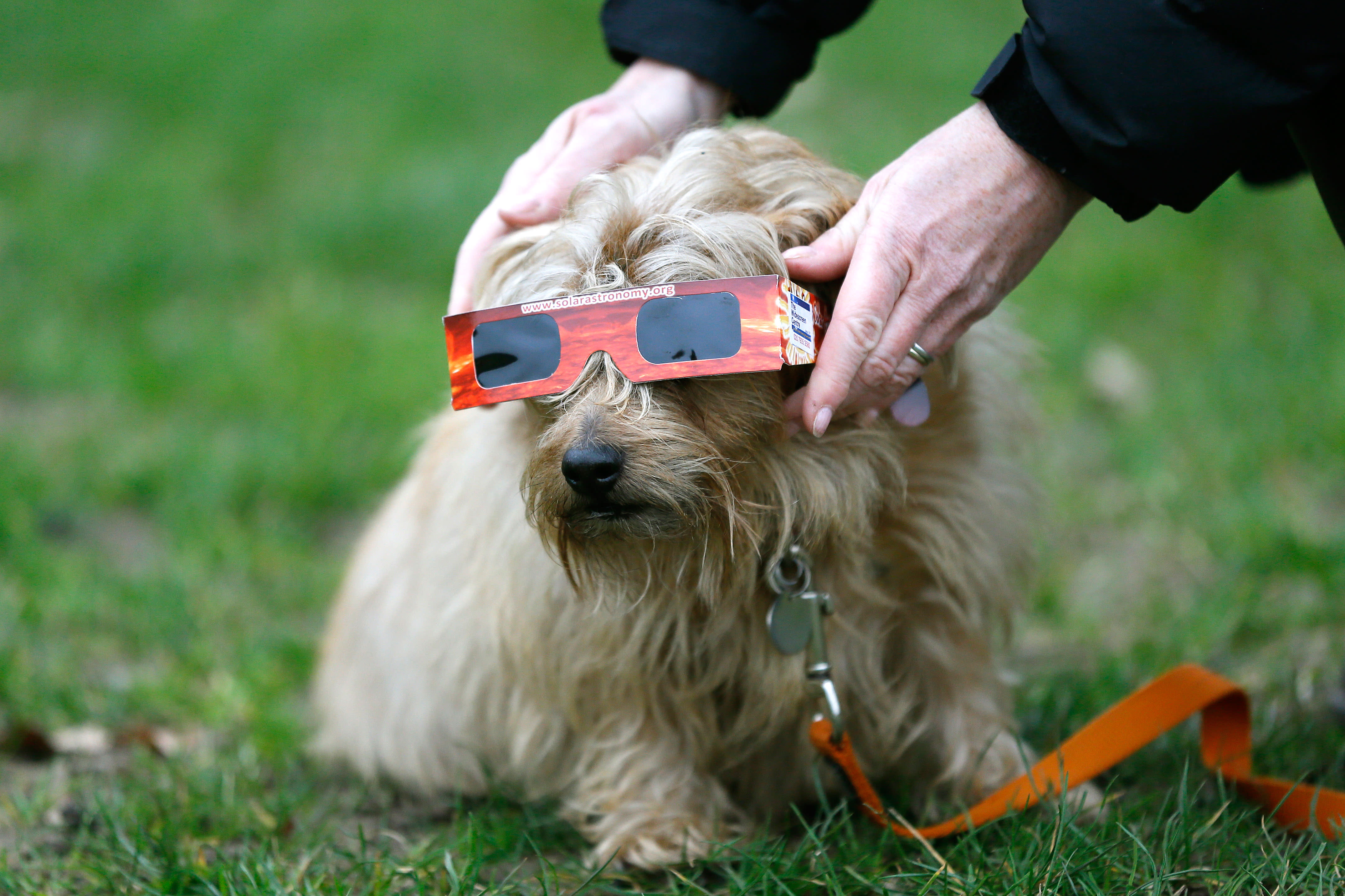 The Total Solar Eclipse Is Almost Over, But These Adorable Photos of