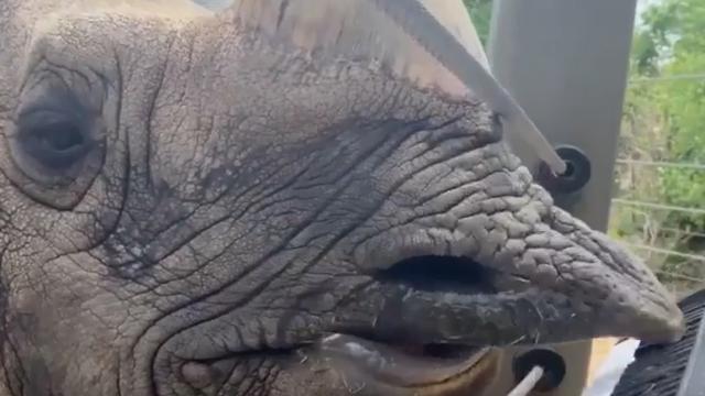 Adorable rhino celebrates birthday by playing the piano