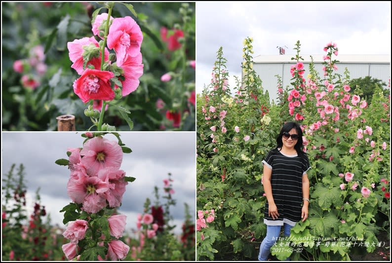 蜀葵花海 賞花新境 花蓮十六股大道 比人還高的一丈紅 美的正燦爛