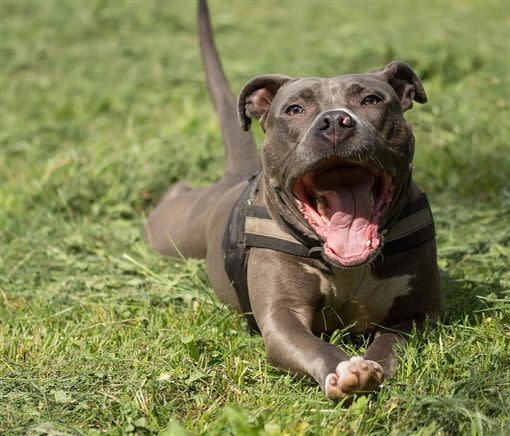 比特犬殘暴是天性 專家揭難堪真相