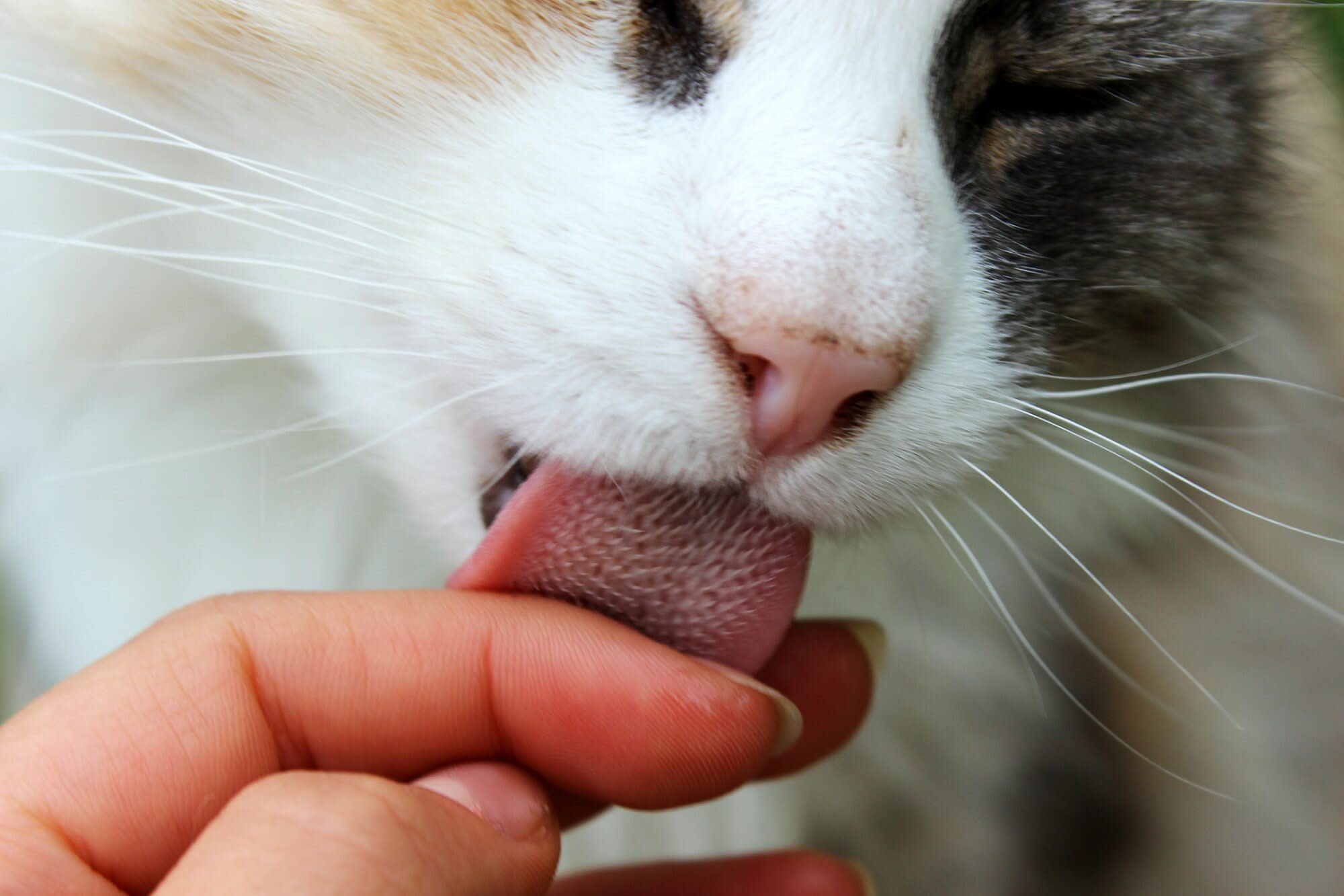 buttholes lick do Why cats their