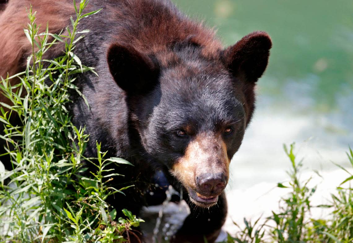 Bear charges through window and attacks couple inside their home, Wisconsin cops..