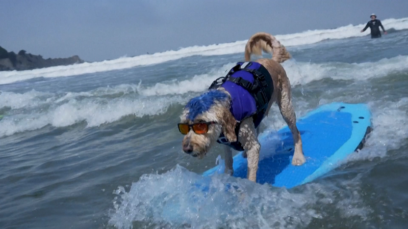 Cool Canines Compete At World Dog Surfing Championships