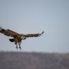 Avvoltoi in calo in Africa, sei specie su 11 rischiano estinzione