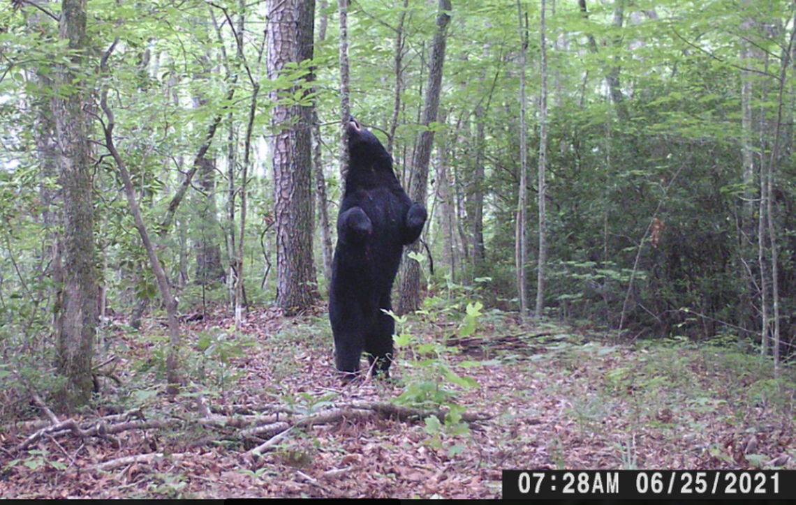 Massive bear seen on camera in SC wilderness. 'Wouldn't want to walk up on this guy!'