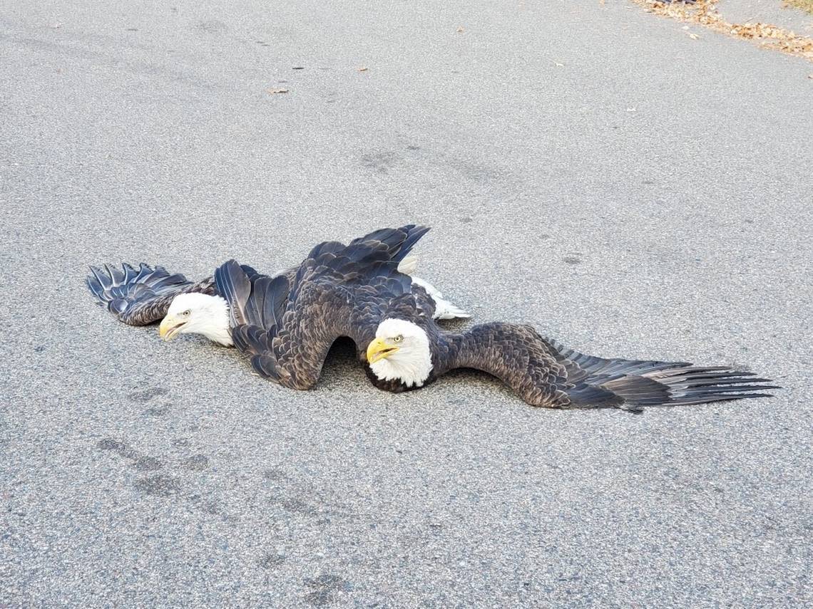 Brawling bald eagles found tangled together in odd sight, Minnesota photos show