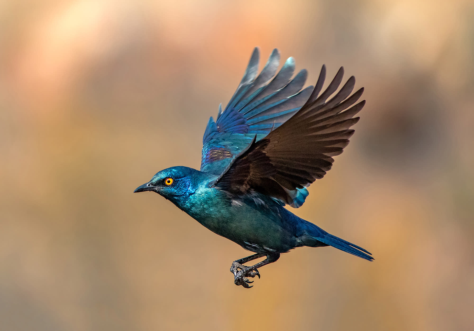 Flight Animal 5 Amazing Qualities Flying Animals Have - gemsadvisor