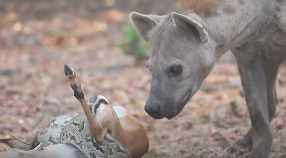 Hyena Pulls Ultimate Scavenger Move On Python And Its Baby Impala Prey