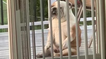 This bulldog is definitely dancing like nobody’s watching