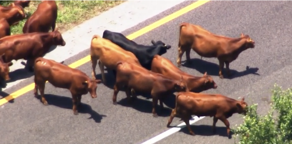 Une vidéo montre un troupeau de vaches échappées provoquant un énorme embouteillage sur l’autoroute à péage de Floride