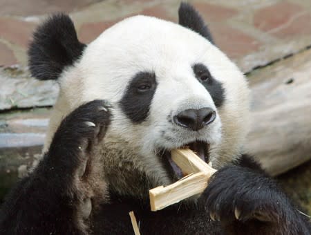 Thai zoo solves mystery of celebrity panda's death