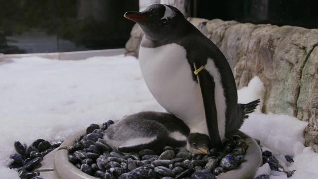 Cute Penguin Chicks Arrive At Sydney Aquarium