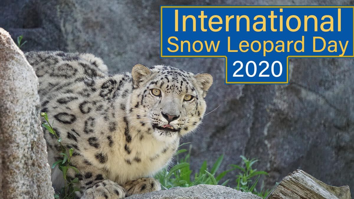 International Snow Leopard Day Did You Know These Large Cats Are Known As Ghosts Of The Mountain Know Interesting Facts About The Endangered Animal