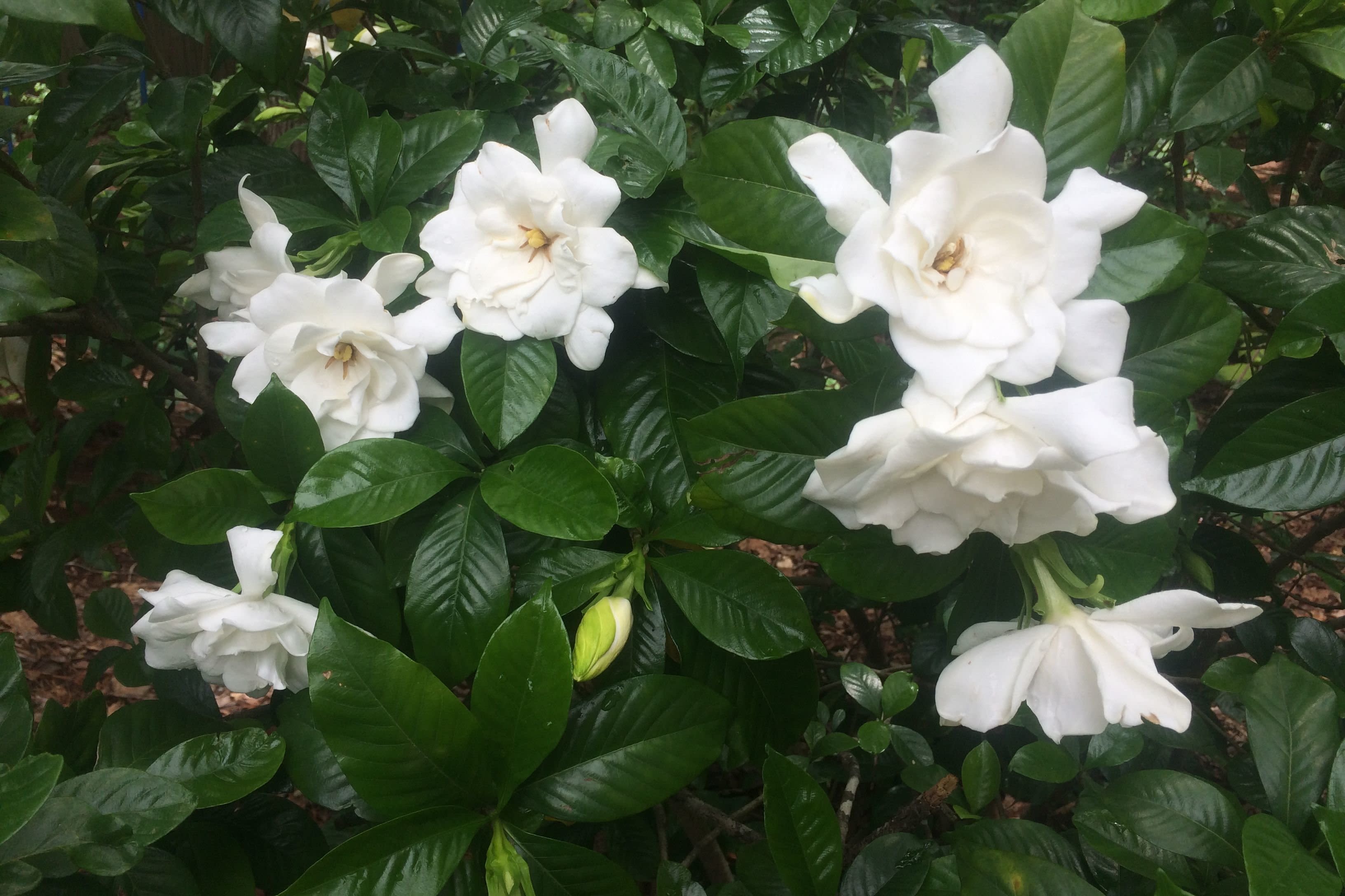 How to Grow a Gardenia  Tree 