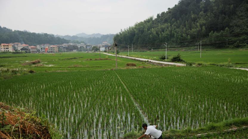 A farmer tends to his rice field in the village of Yangchao in Liping County, Guizhou province, China, June 11, 2021. Picture taken June 11, 2021.  REUTERS/Thomas Peter