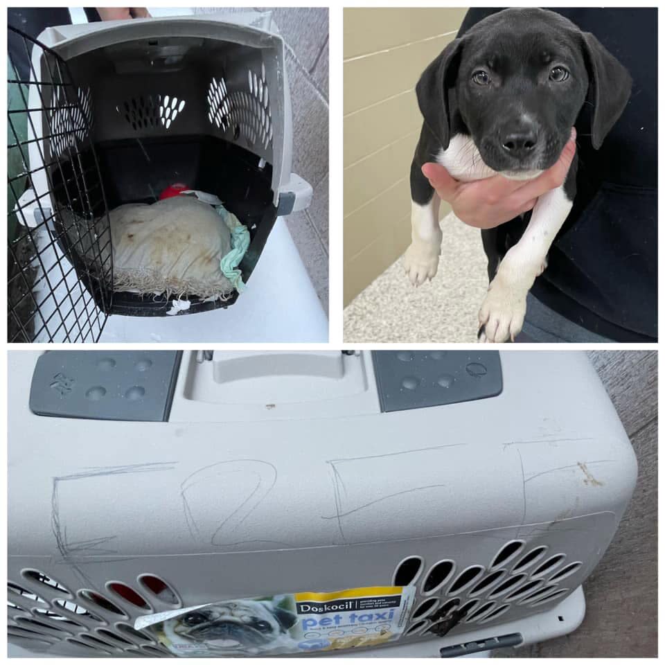 Puppy Found Abandoned In Freezing Rain Prompts Desperate Plea To Not Leave Pets Out In The Cold