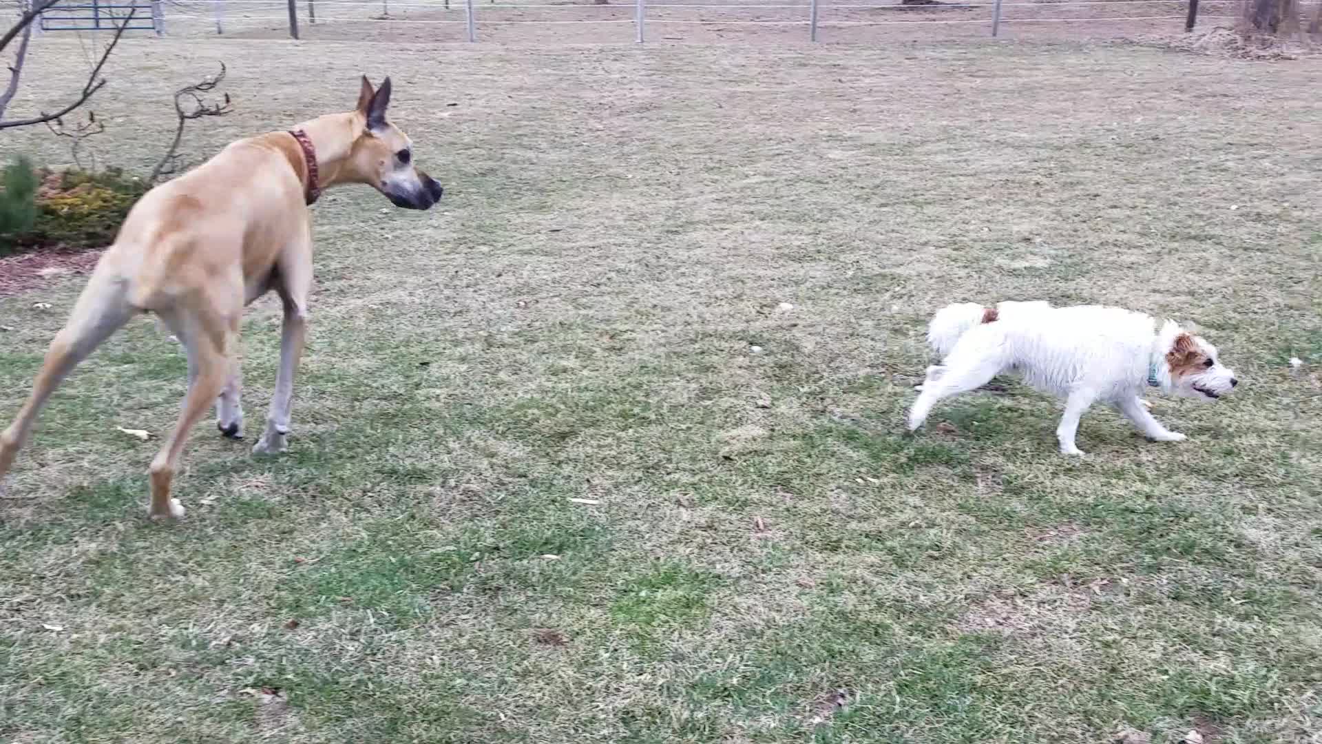 Fearless Puppy Takes On 3 Huge Great Danes Video