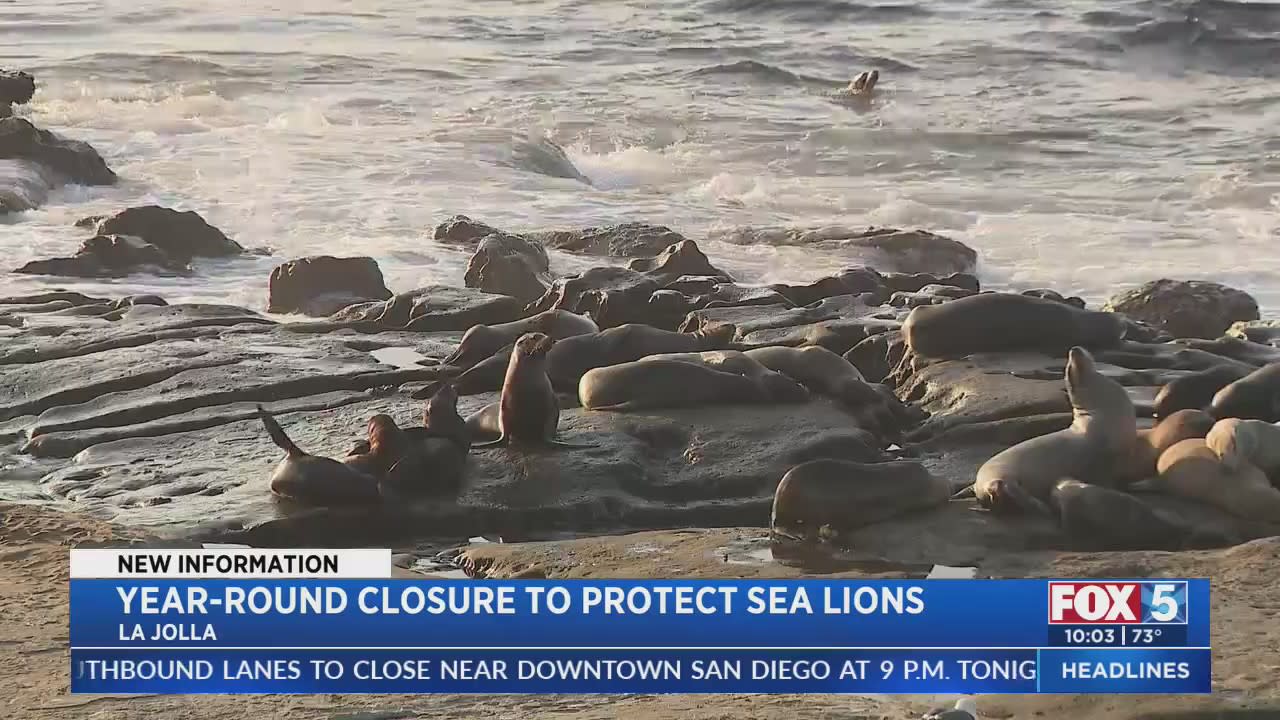 Boomer, Point La Jolla Beaches To Close Year-Round For Sea Lions