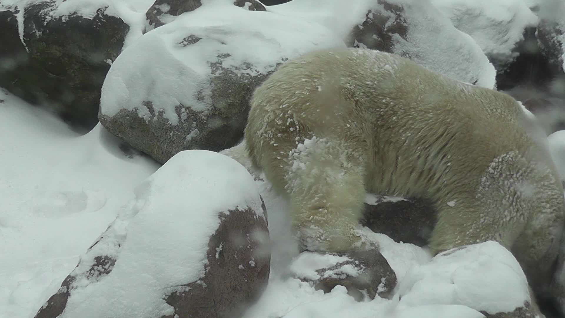 happy polar bear in snow