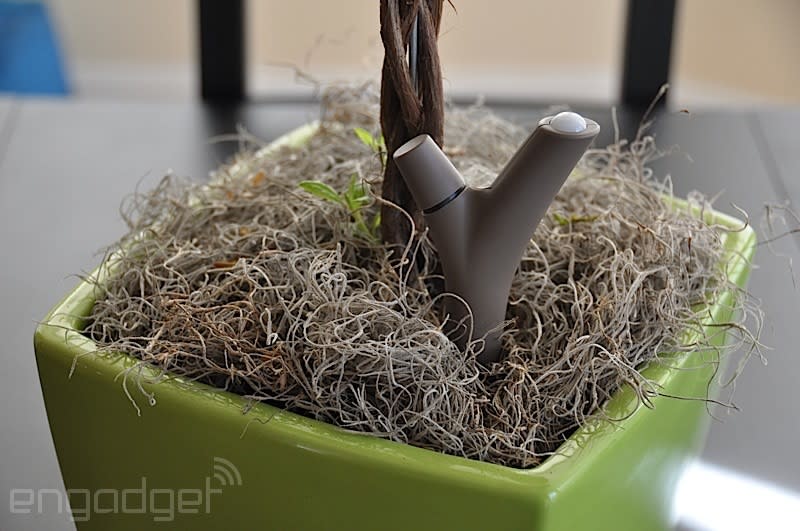 Parrot Flower Power review: Can technology give you a green thumb? |  Engadget