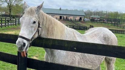  - Kentucky Derby winners Silver Charm and I'll Have Another are among the Thoroughbreds at Old Friends, one of a growing number of rescue