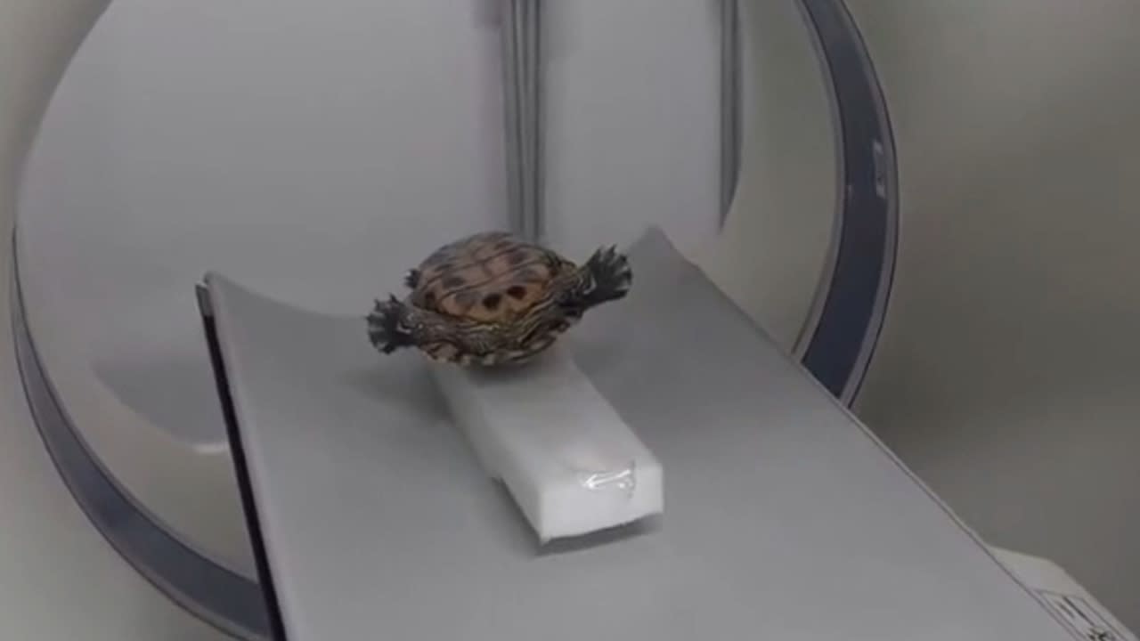 Sick turtle has CT scan and you wouldn't believe what they found