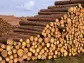 Weyerhaeuser Director Buys Up the Slumping Stock