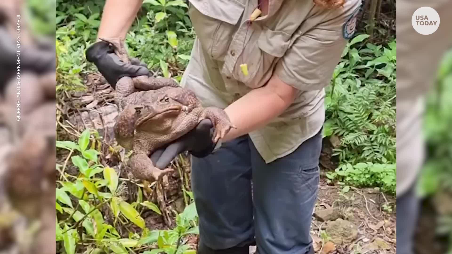 Giant cane toad discovered in Australia dubbed 'Toadzilla